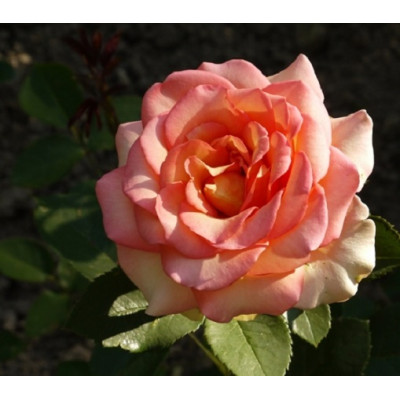 Роза чайно-гибридная Мондиале