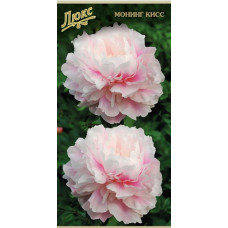 Пион травянистый Монинг Кисс