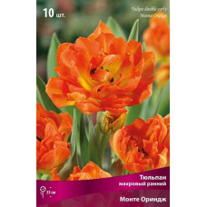 Тюльпан Монте Ориндж
