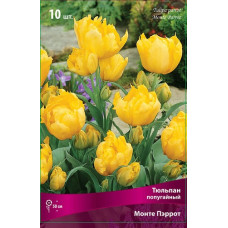 Тюльпан Монте Пэррот (попугайный)