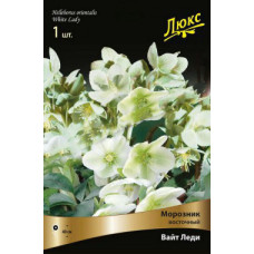 Морозник восточный Вайт Леди