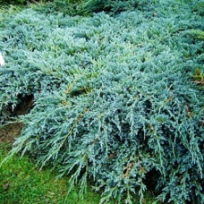 Можжевельник чешуйчатый Блю Капит