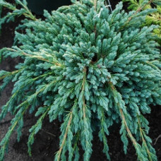 Можжевельник чешуйчатый Блю Спайдер