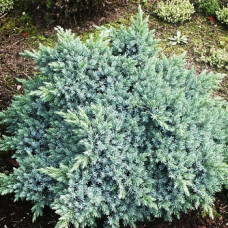 Можжевельник чешуйчатый Блю Стар