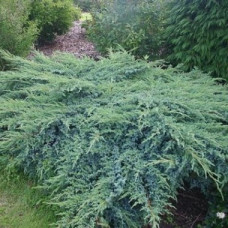Можжевельник чешуйчатый Блю Сведе