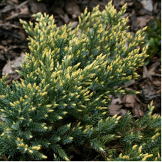 Можжевельник чешуйчатый Дрим Джой