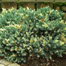 Можжевельник чешуйчатый Флореант