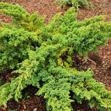 Можжевельник чешуйчатый Ханнетоп