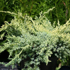 Можжевельник чешуйчатый Холгер