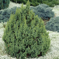 Можжевельник чешуйчатый Лодери