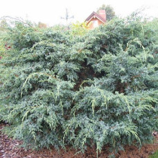 Можжевельник чешуйчатый Мейери