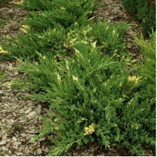 Можжевельник даурский Экспанза Варигата