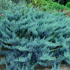 Можжевельник горизонтальный Блю Чип