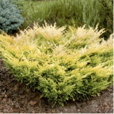 Можжевельник горизонтальный Лайм Глоу
