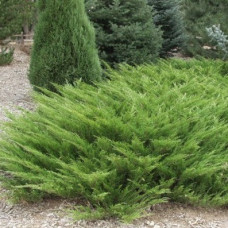 Можжевельник казацкий Аркадия