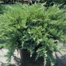 Можжевельник казацкий Блю Донаубе