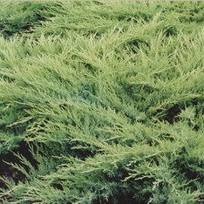 Можжевельник казацкий Глаука