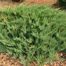 Можжевельник казацкий Тамарисцифолия