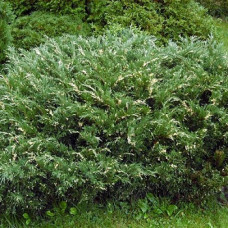 Можжевельник казацкий Варигата