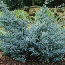 Можжевельник китайский Блу Альпс