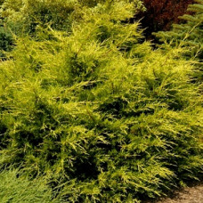 Можжевельник китайский Куривао Голд