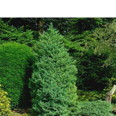 Можжевельник китайский Монарх