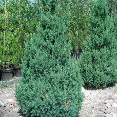 Можжевельник китайский Стрикта