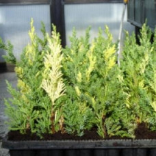 Можжевельник китайский Стрикта Варигата