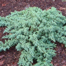 Можжевельник лежачий Нана