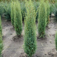 Можжевельник обыкновенный Арнольд