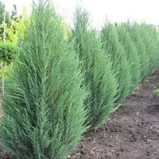 Можжевельник скальный Блю Арроу