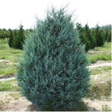 Можжевельник скальный Моонглоу