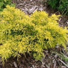 Можжевельник средний Голд Коаст