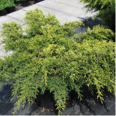 Можжевельник средний Голд Стар