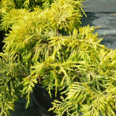 Можжевельник средний Голден Зауцер