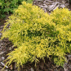 Можжевельник средний Кинг оф Спринг