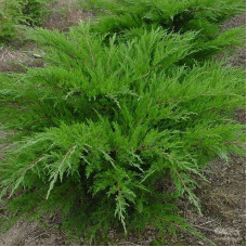 Можжевельник средний Минт Джулеп