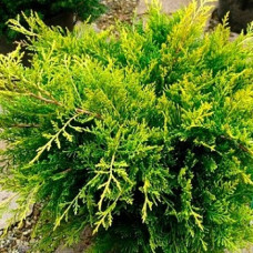 Можжевельник средний Олд Голд