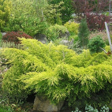 Можжевельник средний Пфитцериана Ауреа