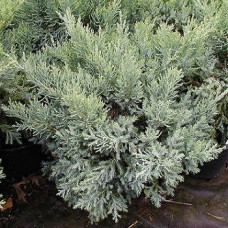 Можжевельник средний Пфитцериана Компакта