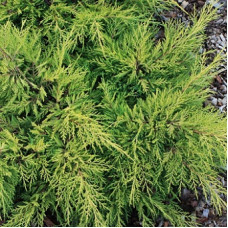 Можжевельник средний Сайбрук Голд