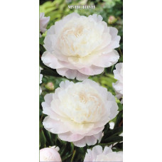 Пион травянистый Мунстоун