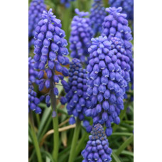 Мускари армянский