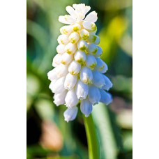 Мускари армянский Венера