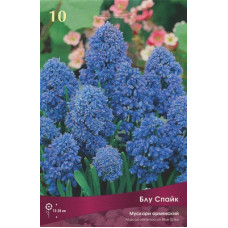 Мускари Блу Спайк