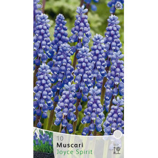 Мускари Джойс Спирит