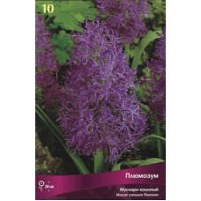 Мускари Плюмозум