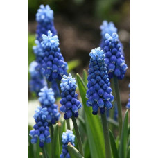 Мускари оше Блу Мэджик