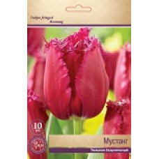Тюльпан Мустанг