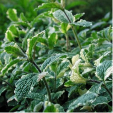 Мята душистая